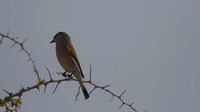 Red-backed Shrike, Cape Greco 2014