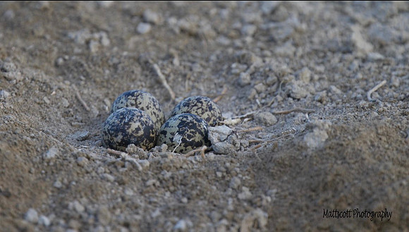 Spur-winged Plover, Larnaca, April 2014.