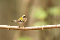 Firecrest, Forest of Dean, April 2024
