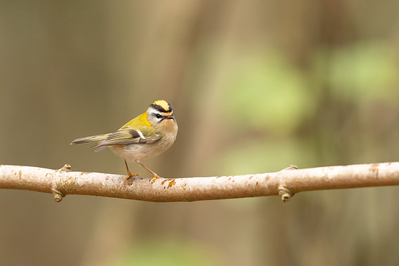 Firecrest, Forest of Dean, April 2024