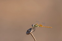 Red-veined Darter, (male) Cape Greco, Cyprus, July 2024