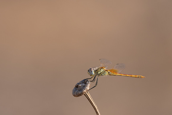Red-veined Darter, (male) Cape Greco, Cyprus, July 2024