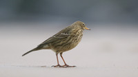 Rock Pipit, Skinningrove, November 2016