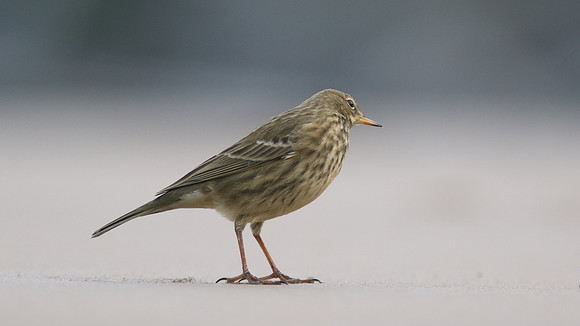 Rock Pipit, Skinningrove, November 2016