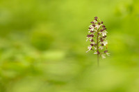 Lady Orchid, Yockletts Bank, May 2024