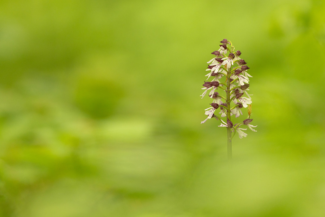 Lady Orchid, Yockletts Bank, May 2024