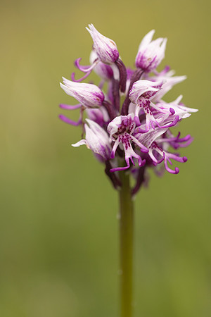 Monkey Orchid, Kent, May 2024.
