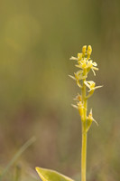Fen Orchid, Kenfig, June 2024