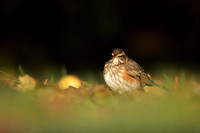 Redwing, Tockington, December 2022