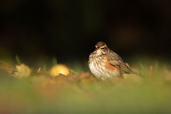 Redwing, Tockington, December 2022