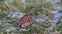 Tree Sparrow, Scaling Dam, January 2015
