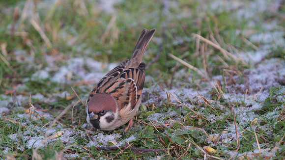 Tree Sparrow, Scaling Dam, January 2015