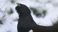 Capercaillie, Cairngorms, Scotland, Feb 2015