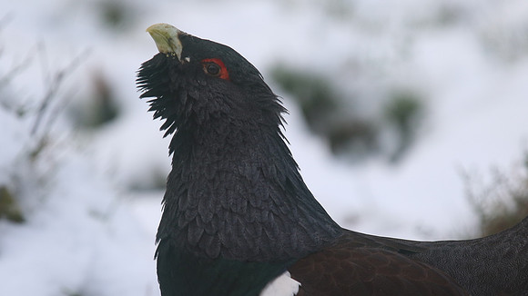 Capercaillie, Cairngorms, Scotland, Feb 2015
