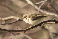 Siberian Chiffchaff, St Werburgs 2013.