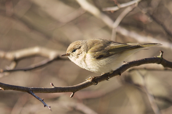 Siberian Chiffchaff, St Werburgs 2013.