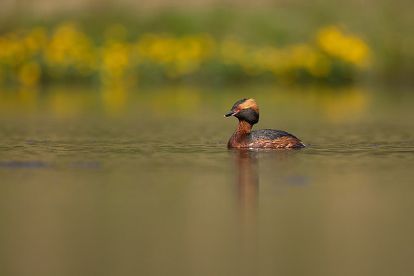 Slavonian Grebe, Iceland, May 2022.