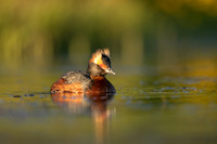 Slavonian Grebe, Iceland, May 2022