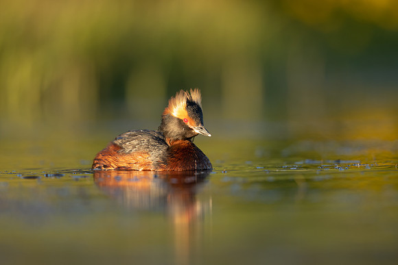 Slavonian Grebe, Iceland, May 2022