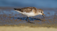 Little Stint, Cheddar Reservoir, September 2014