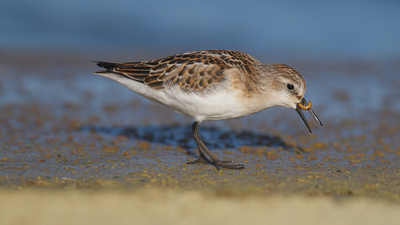 Little Stint, Cheddar Reservoir, September 2014
