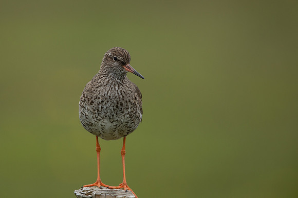 Common Redshank, Floi, Iceland, June 2022