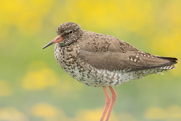 Common Redshank, Floi, Iceland, June 2022