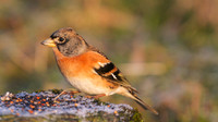 Brambling, Scaling Dam, January 2015