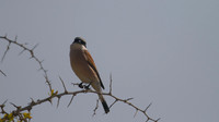 Red-backed Shrike, Cape Greco 2014