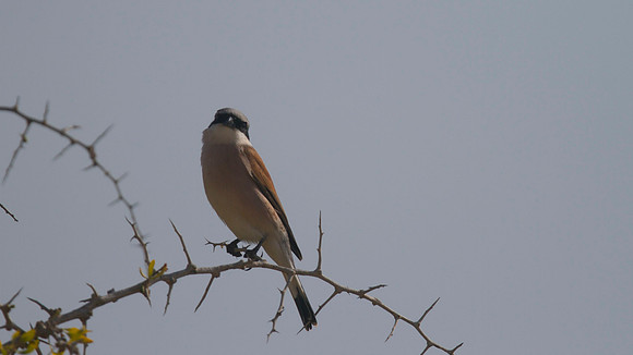 Red-backed Shrike, Cape Greco 2014