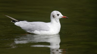Black-headed Gull, Slimbridge, August 2014