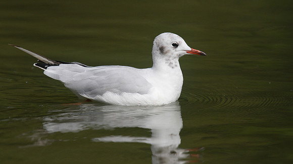 Black-headed Gull, Slimbridge, August 2014