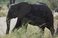 African Elephant