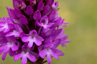 Pyramidal Orchid, Rudge Hill, June 2024
