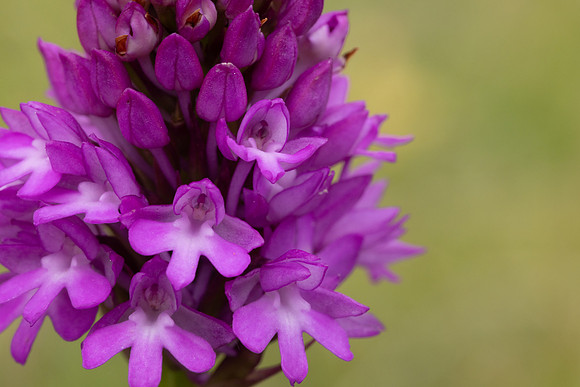 Pyramidal Orchid, Rudge Hill, June 2024