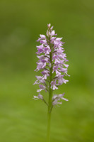 Miltary Orchid, Berkshire, May 2024