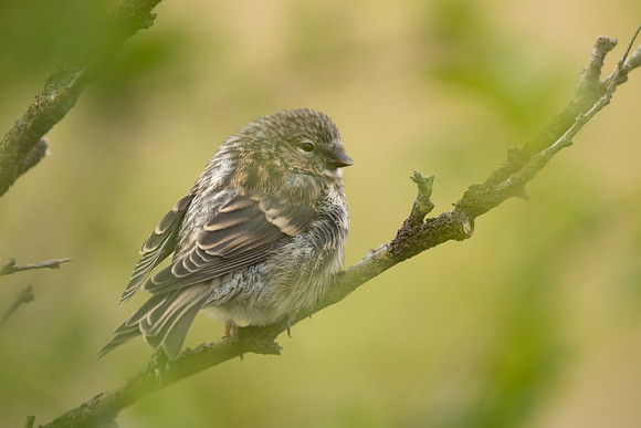 Redpoll, Borgarnes, Iceland, June 2022.