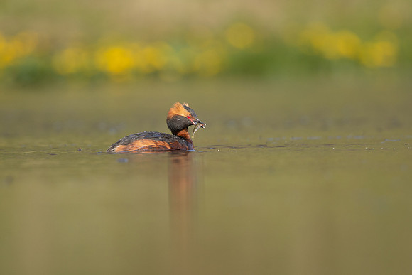 Slavonian Grebe, Iceland, May 2022