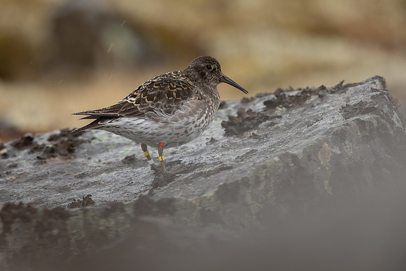 Purple Sandpiper, Raufarhofn, June 2022