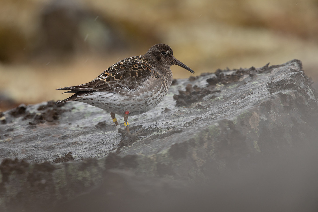 Purple Sandpiper, Raufarhofn, June 2022