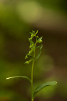 Green-flowered Helleborine, Cotswolds, July 2022