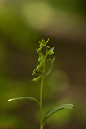 Green-flowered Helleborine, Cotswolds, July 2022