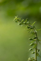 Broad-leafed Helleborine, Cotswolds, July 20224