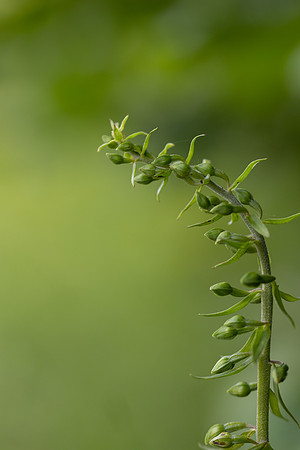 Broad-leafed Helleborine, Cotswolds, July 20224
