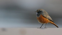 Eastern Black Redstart, Skinningrove, November 2016