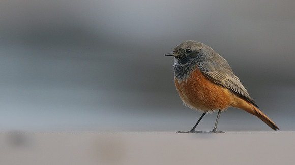 Eastern Black Redstart, Skinningrove, November 2016