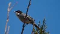 Sardinian Warbler Tomb of the Kings, Paphos 2014