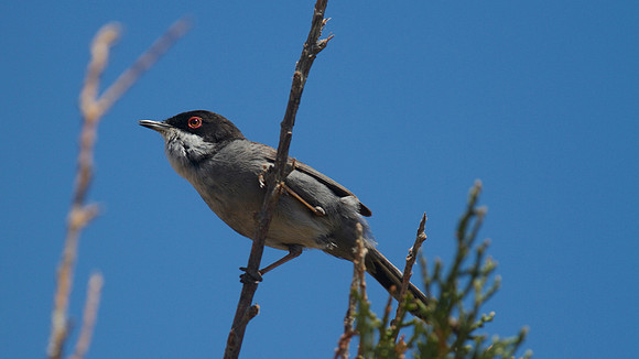 Sardinian Warbler Tomb of the Kings, Paphos 2014