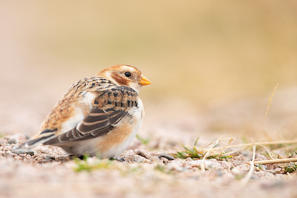 Snow Bunting, Cairngorms, February  2023