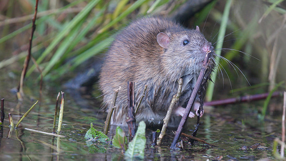 Brown Rat, Slimbridge, December 2014